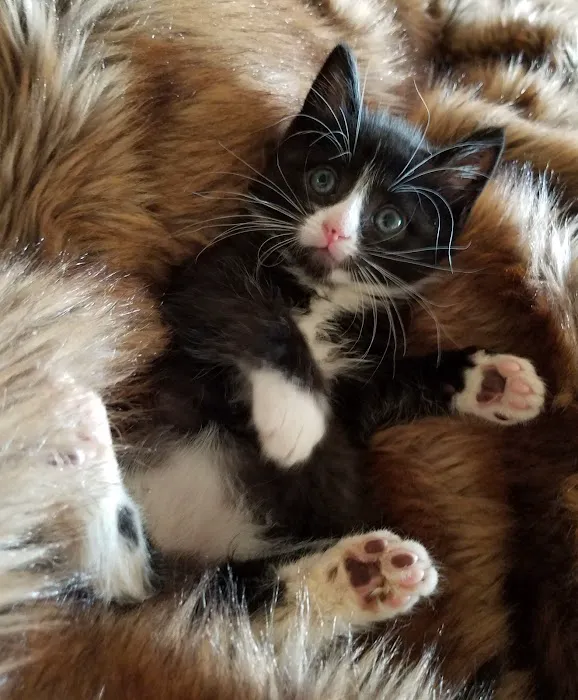 Chili Animal Care Picture 9