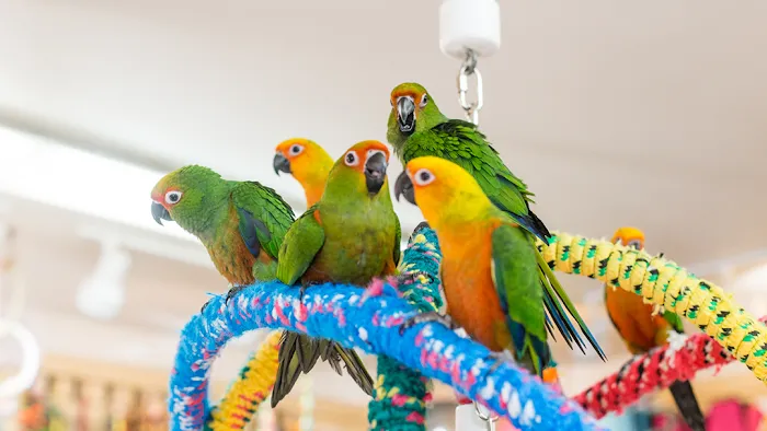 Bird Hut Inc. Picture 8