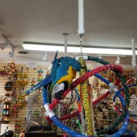 Bird Hut Inc. ico