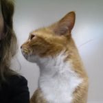 Bennington Veterinary Clinic