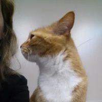 Bennington Veterinary Clinic ico