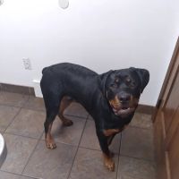 Corfu Veterinary Clinic ico