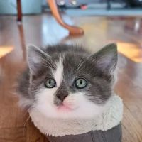 Petco ico
