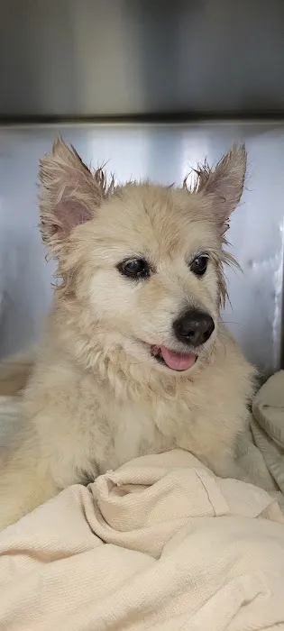 Country Village Pet Care Hospital Picture 5