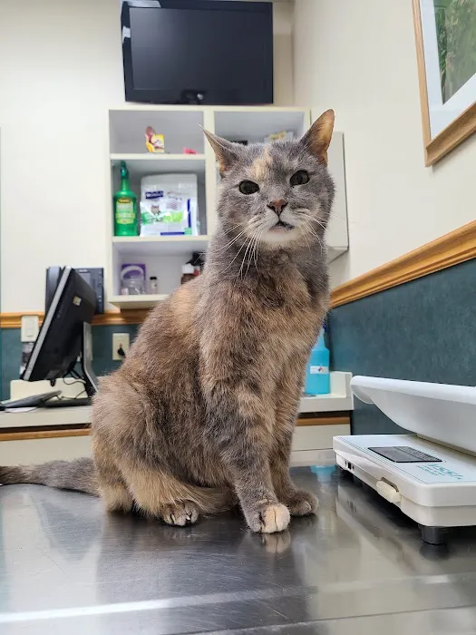 Country Village Pet Care Hospital Picture 1