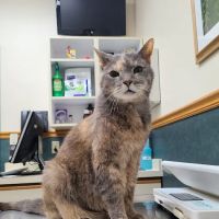 Country Village Pet Care Hospital ico