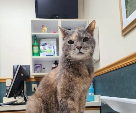 Country Village Pet Care Hospital