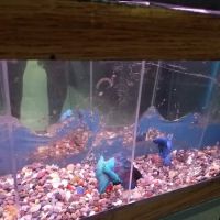 Caye's Aquarium ico