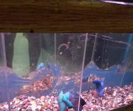 Caye's Aquarium