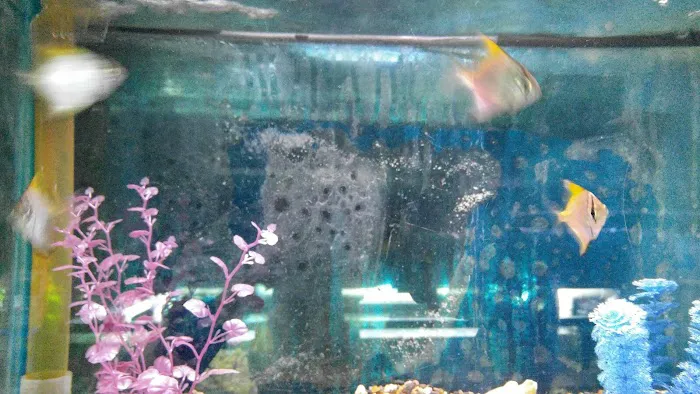 Caye's Aquarium Picture 10