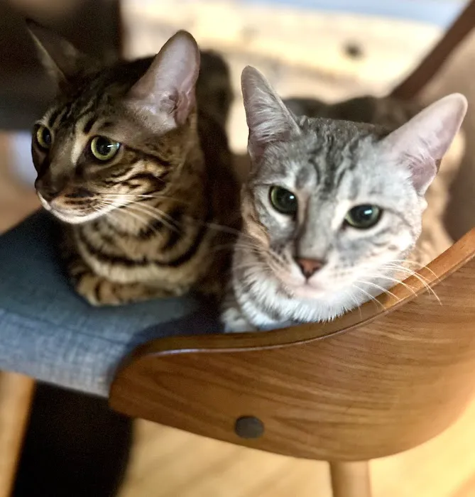 Tri-State Bengals Picture 3