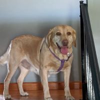 Akron Animal Hospital ico