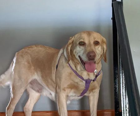 Akron Animal Hospital
