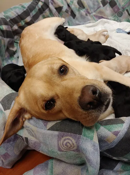 Akron Animal Hospital Picture 4