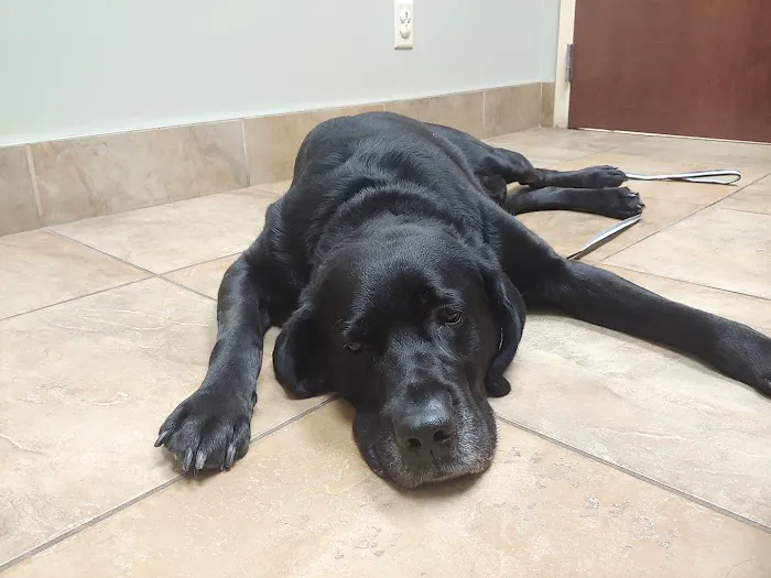 Akron Animal Hospital Picture 7
