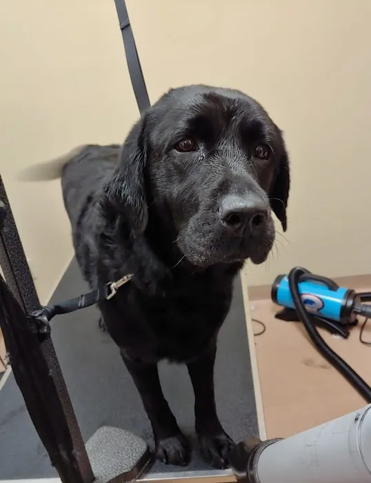 Akron Animal Hospital Picture 10