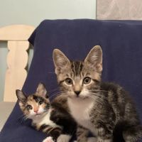 Alden Animal Hospital ico