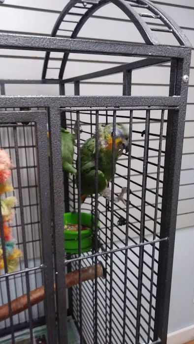 BiZee Bird Store Picture 7