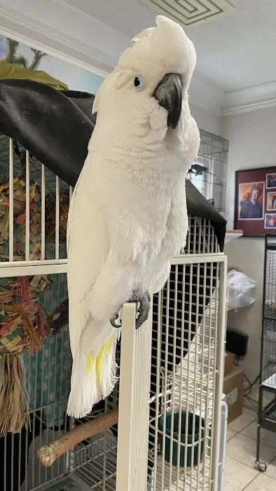 BiZee Bird Store Picture 6