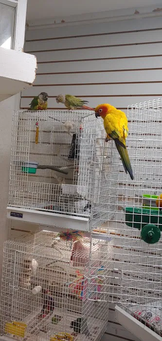 BiZee Bird Store Picture 9