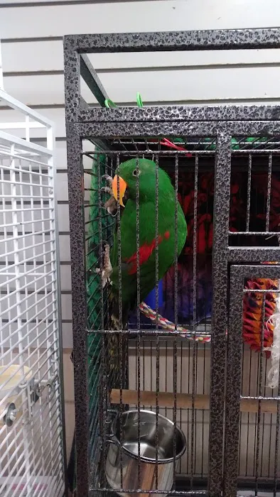 BiZee Bird Store Picture 1