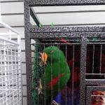 BiZee Bird Store