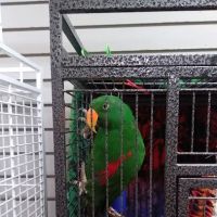 BiZee Bird Store ico