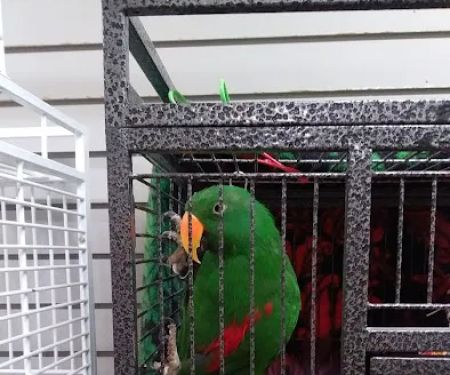 BiZee Bird Store