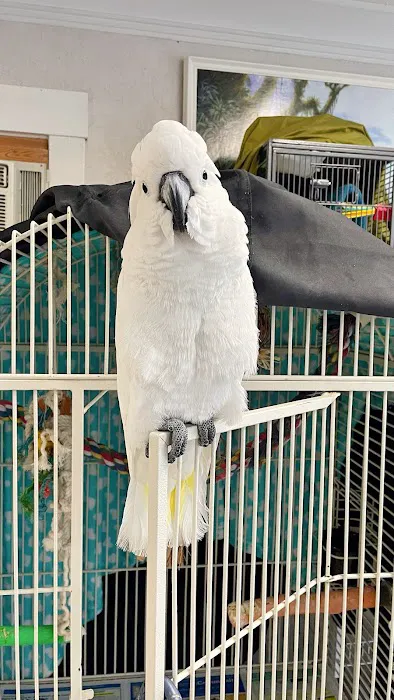BiZee Bird Store Picture 5