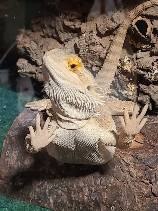 Specialized Care For Avian & Exotic Pets Picture 4