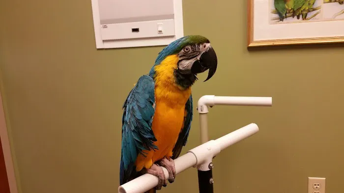 Specialized Care For Avian & Exotic Pets Picture 1