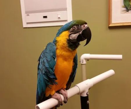 Specialized Care For Avian & Exotic Pets