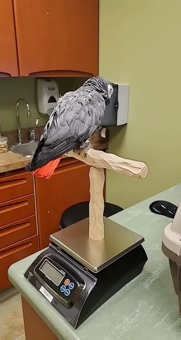Specialized Care For Avian & Exotic Pets Picture 3