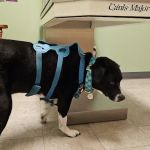 Nachbar Veterinary Hospital