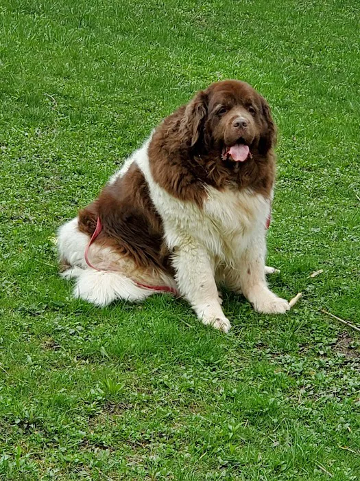 Concord Veterinary Center Picture 3