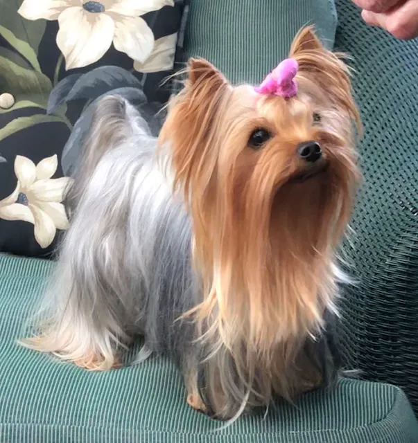 The Yorkie Collection Picture 1