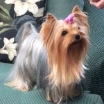 The Yorkie Collection