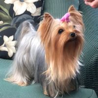 The Yorkie Collection ico