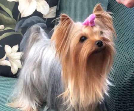 The Yorkie Collection
