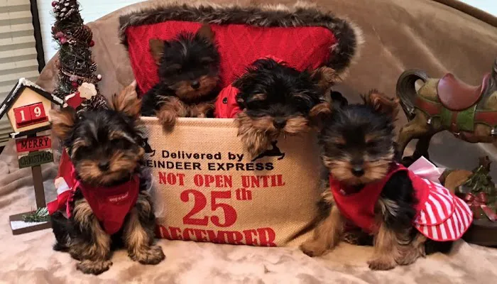 The Yorkie Collection Picture 2