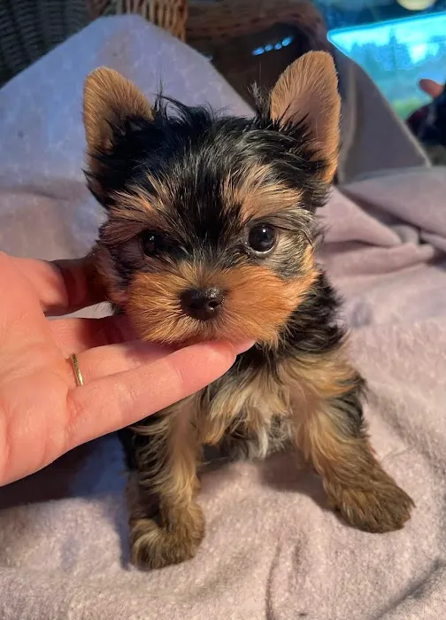 The Yorkie Collection Picture 3