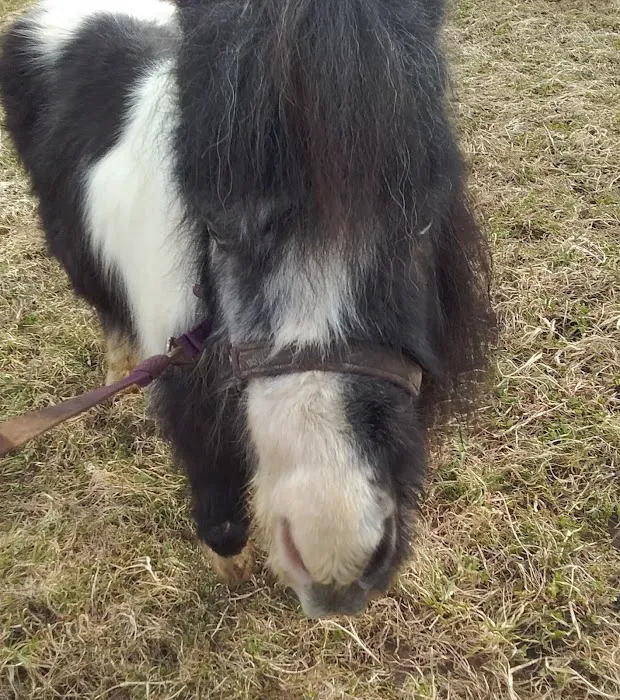 Springville Veterinary Services Large Animals Picture 1