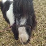 Springville Veterinary Services Large Animals