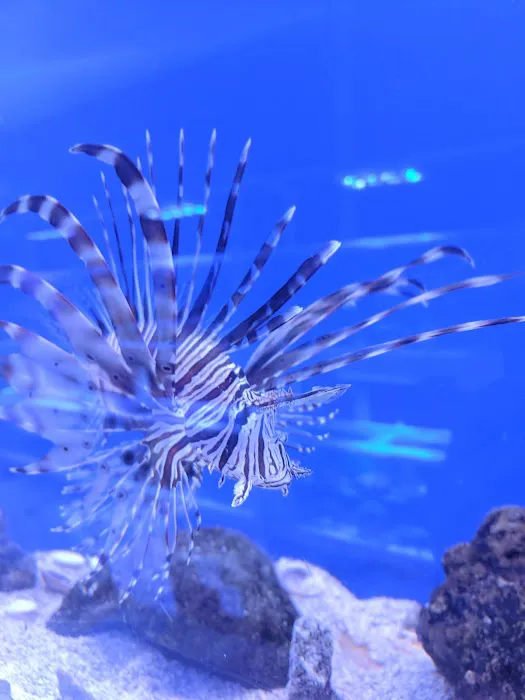 Upscales-Fish & Reptiles LLC Picture 3