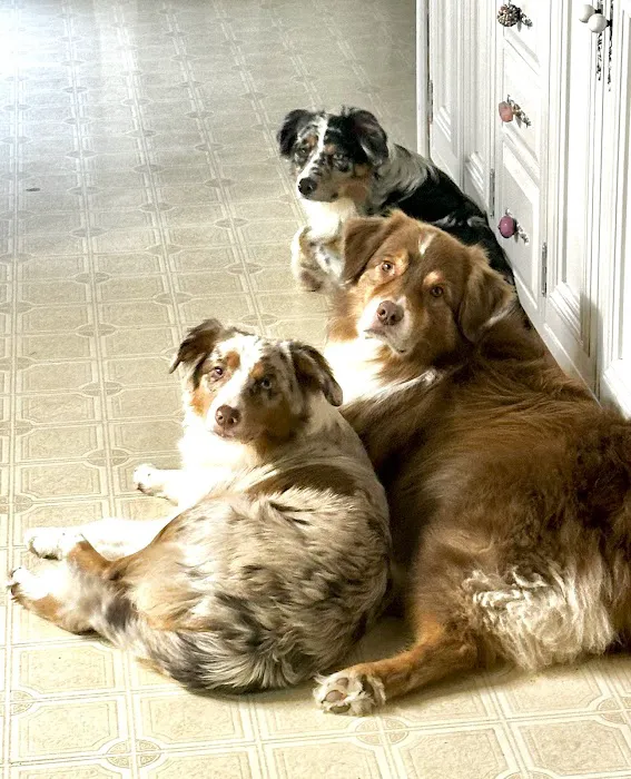 Springville Animal Hospital Picture 6