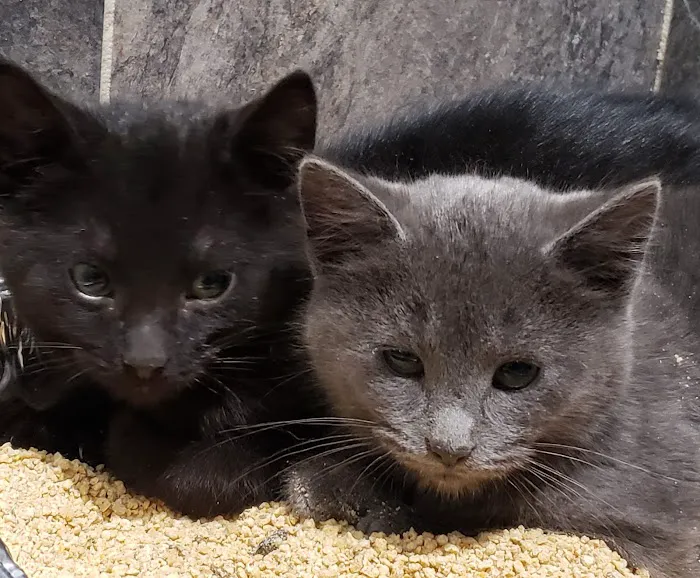 Springville Animal Hospital Picture 8