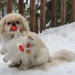 Springville Animal Hospital