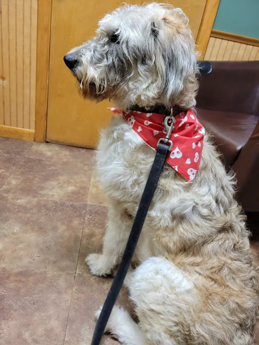 Springville Animal Hospital Picture 2