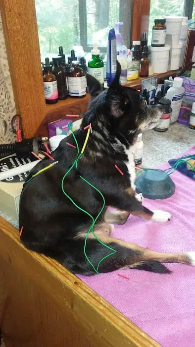 Holistic Center For Veterinary Care Picture 5