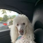 Holistic Center For Veterinary Care